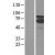Western Blot: 5 Lipoxygenase Lysate [NBL1-07483] - Western Blot experiments. 
Left-Control; Right -Over-expression Lysate for ALOX5